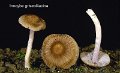 Inocybe griseolilacina-amf1038